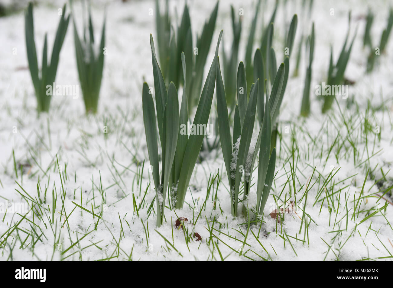 Schießen keimen Narzisse Narcissus Glühlampen mit neue grüne Blätter mit bitter kalt Schnee knallen aus Gras bedeckt Stockfoto