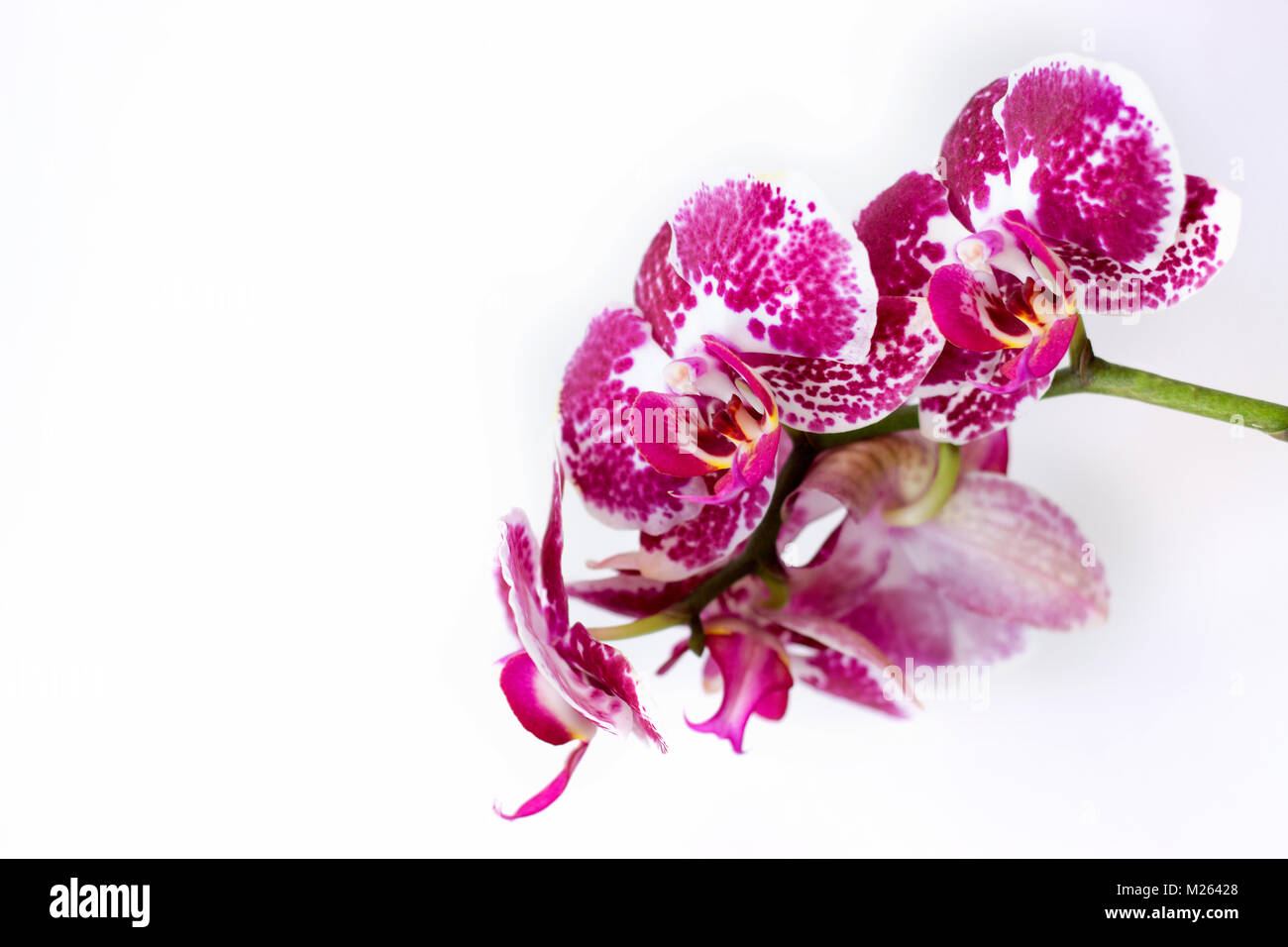 Rosa Orchidee Blumen in voller Blüte, auf weißem Hintergrund; floral background mit Kopie Raum Stockfoto