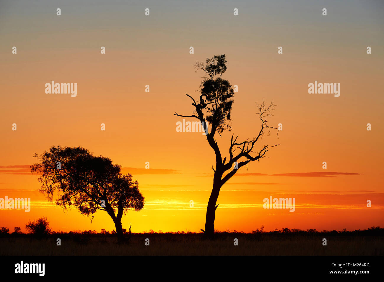 Orange Sonnenuntergang hinter zwei Baum ins semi-ariden weit westlichen NSW. Stockfoto