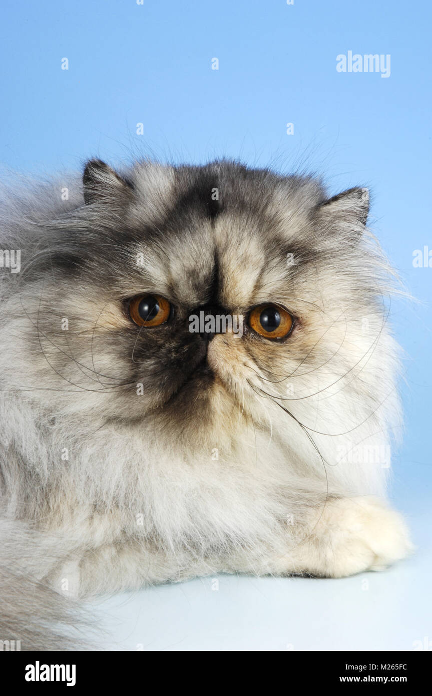 Tortie shaded cameo Perser Katze, Porträt Stockfoto