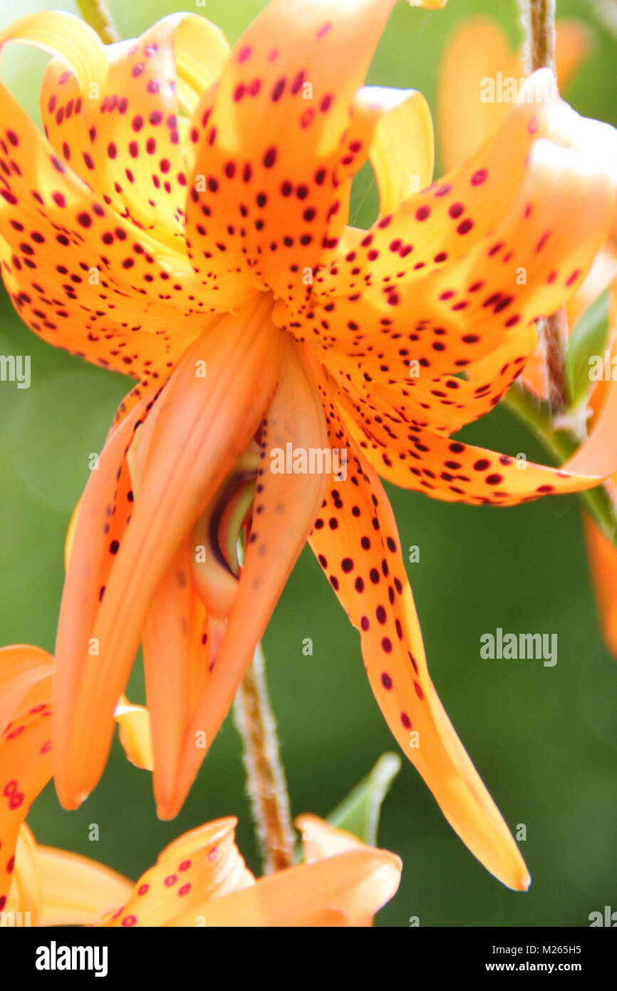 Lilium lancifolium 'Flore Pleno oder mit doppelter Tiger Lily, in der Blume in einen Englischen Garten an einem hellen Sommertag (August), UK Stockfoto