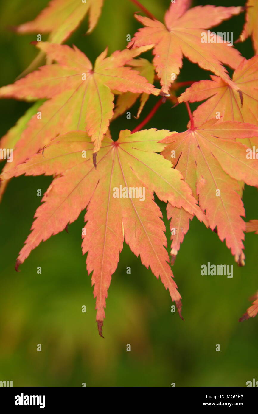 Acer palmatum ango Kaku 'japanische Ahorn baum Blatt anzeigen herbstliche Rosa Gelb färben (im Spätsommer), Großbritannien Stockfoto