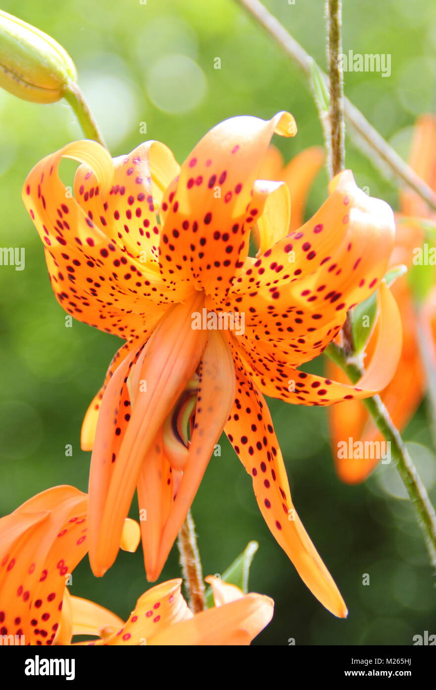 Lilium lancifolium flore pleno Fotos und Bildmaterial in hoher