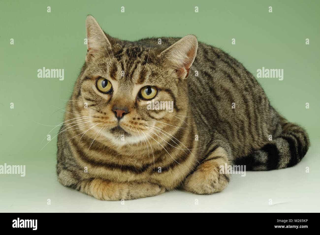 Brown spotted Tabby, Britisch Kurzhaar Katze Stockfotografie - Alamy