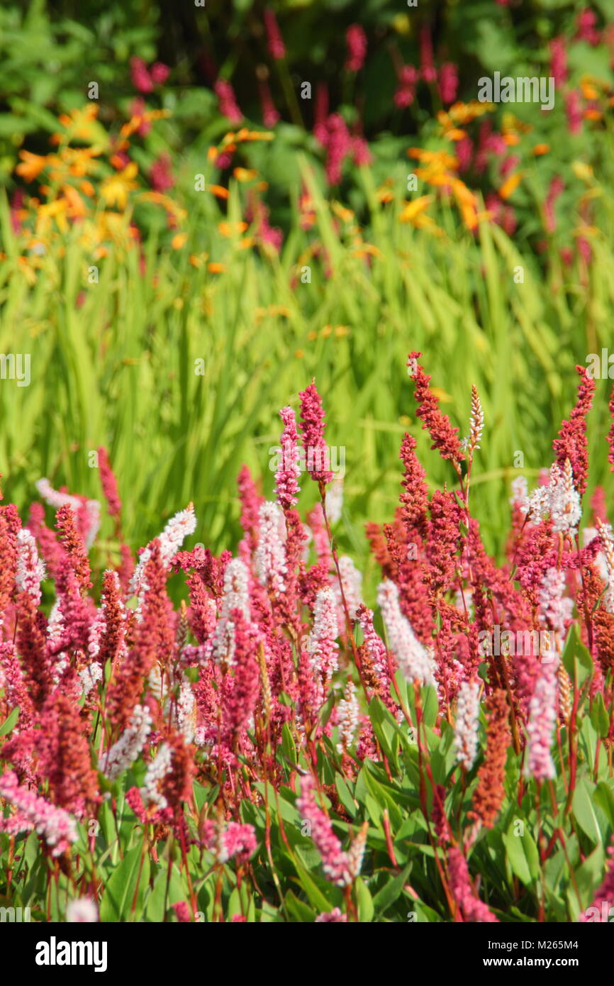 Persicaria affinis 'Darjeeling Red', eine farbenfrohe Bodendecker Stauden, in einem Englischen Garten Grenze im Spätsommer (August), UK. Hauptversammlung Stockfoto