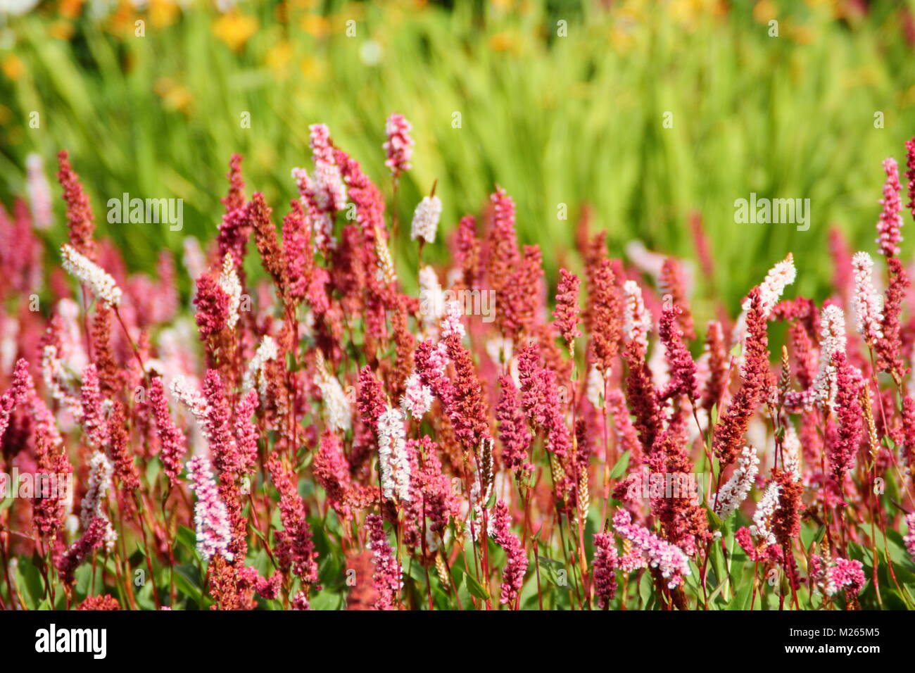 Persicaria affinis 'Darjeeling Red', eine farbenfrohe Bodendecker Stauden, in einem Englischen Garten Grenze im Spätsommer (August), UK. Hauptversammlung Stockfoto