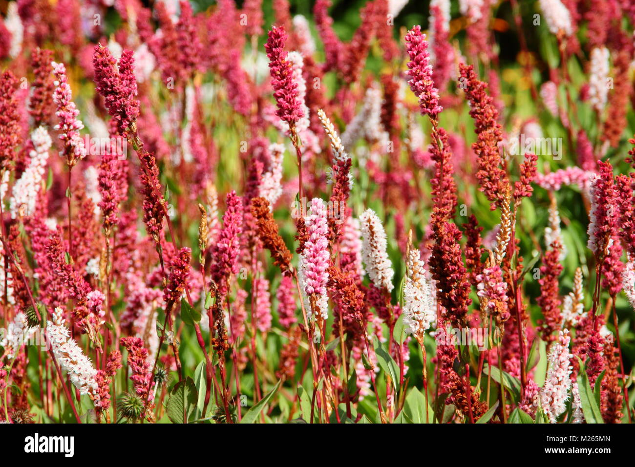 Persicaria affinis 'Darjeeling Red', eine farbenfrohe Bodendecker Stauden, in einem Englischen Garten Grenze im Spätsommer (August), UK. Hauptversammlung Stockfoto
