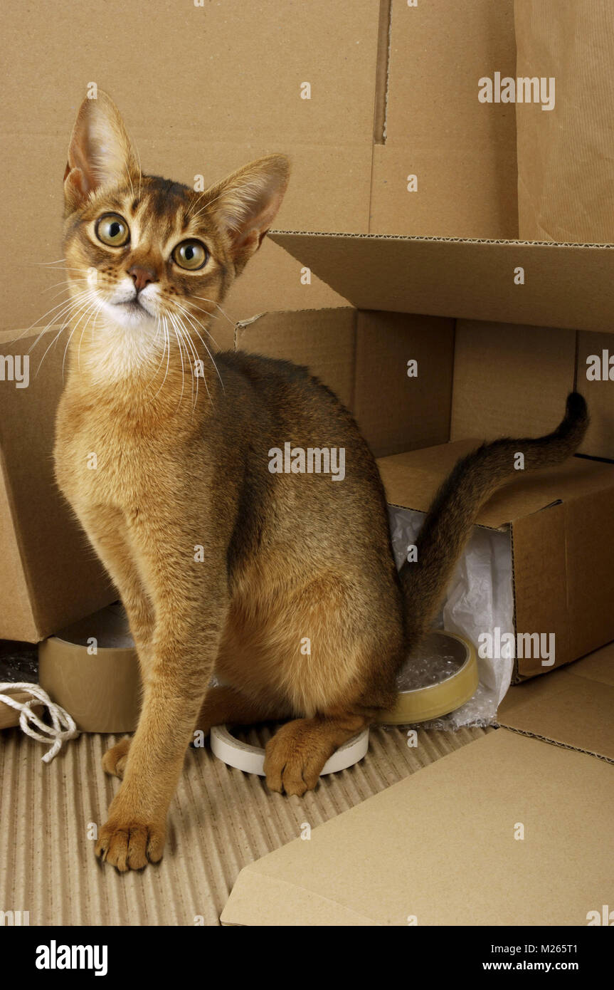 Wildfarbene Abessinier unter Boxen Stockfoto