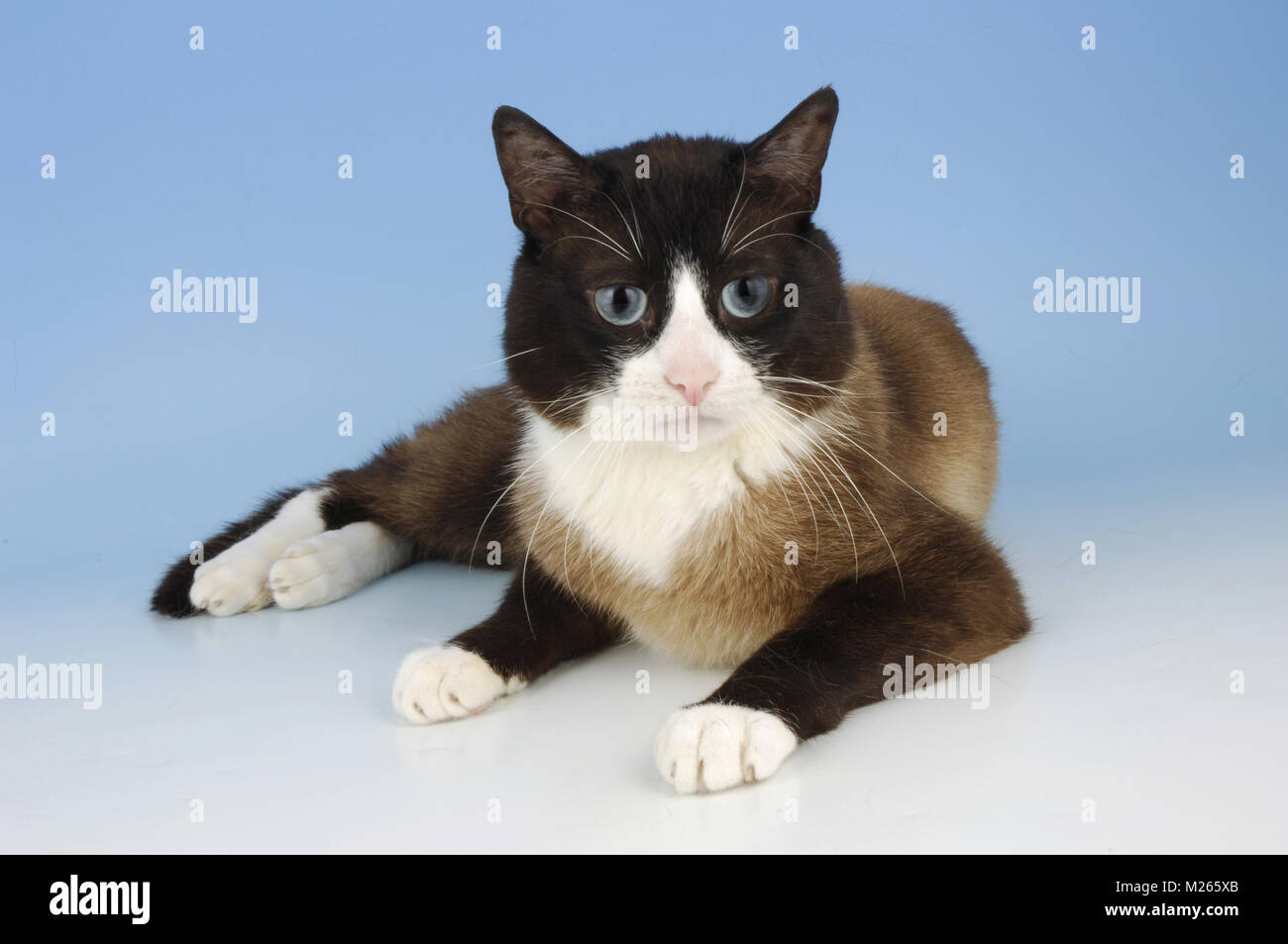 Schneeschuh Katze auf blauem Hintergrund Stockfoto