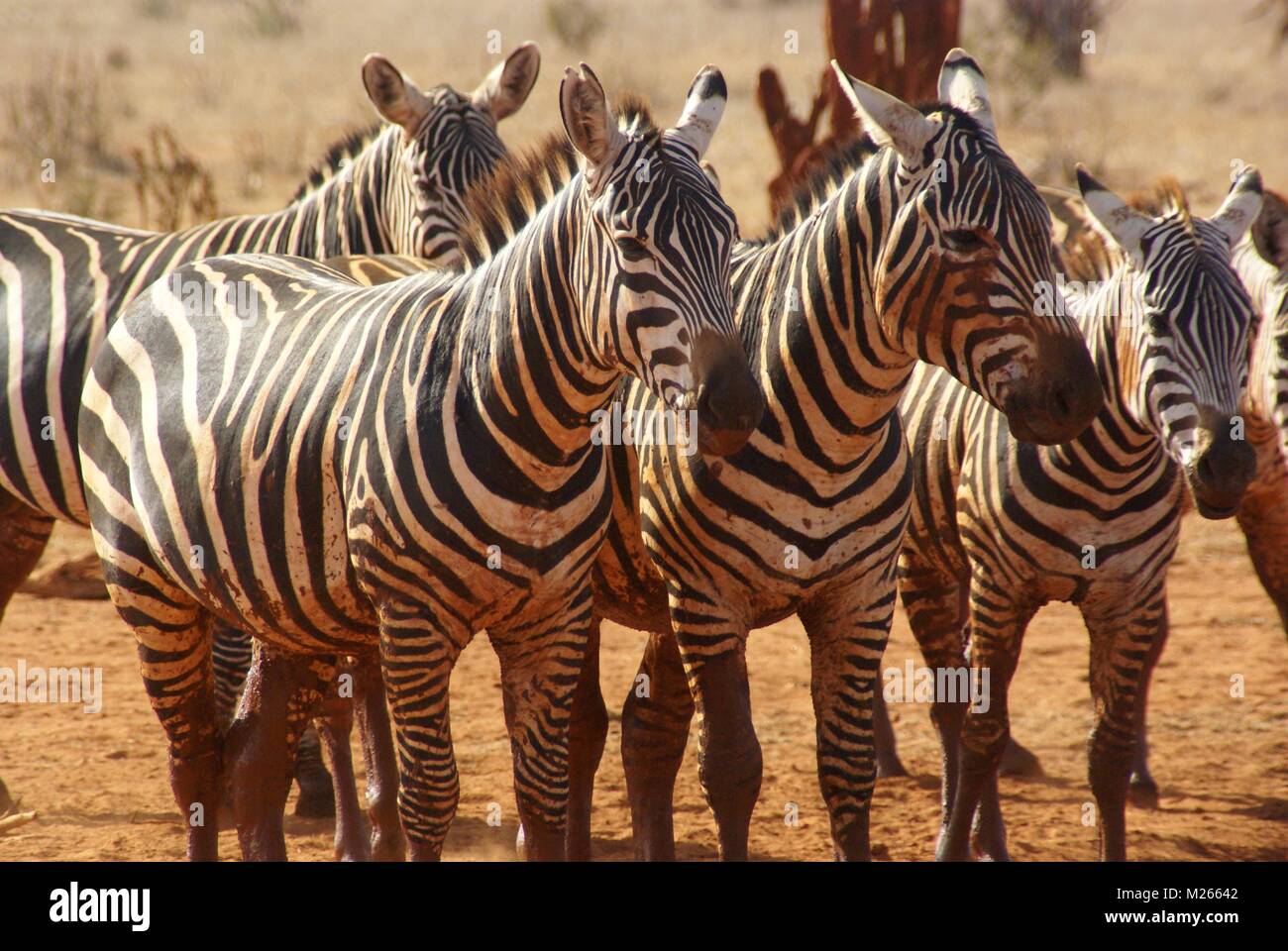 Zebra Gruppe in Kenia Safari Stockfoto