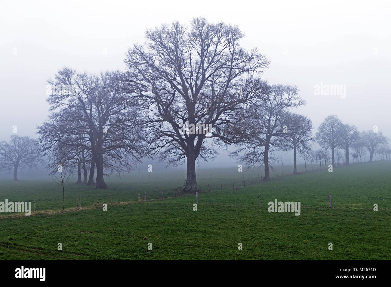 Landschaft im Nebel, Wiese mit einer Hecke von Bäumen (Nord Mayenne, Pays de la Loire, Frankreich). Stockfoto