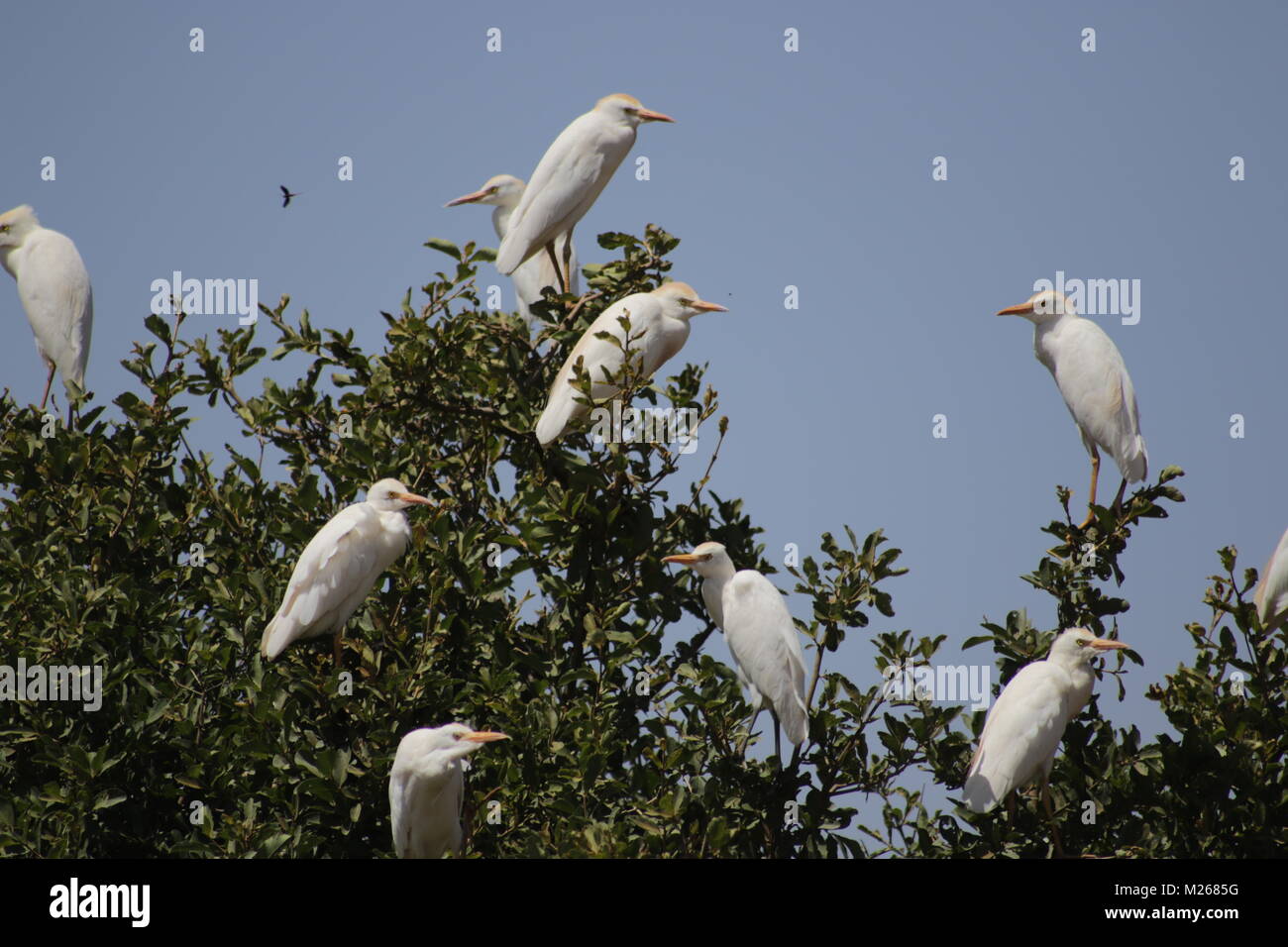 Reiher - Auf Safari im Tsavo West Nationalpark Stockfoto