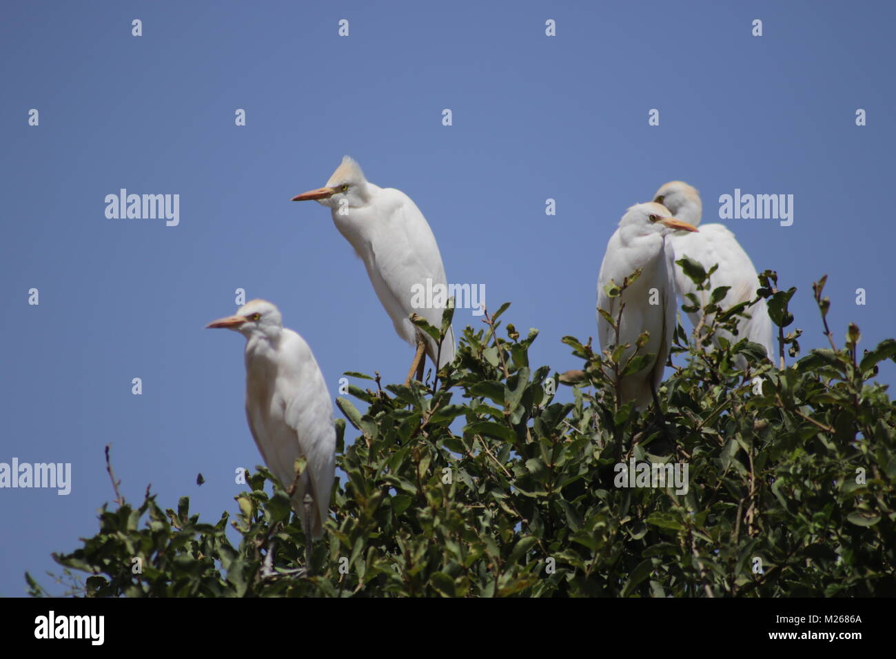Reiher - Auf Safari im Tsavo West Nationalpark Stockfoto