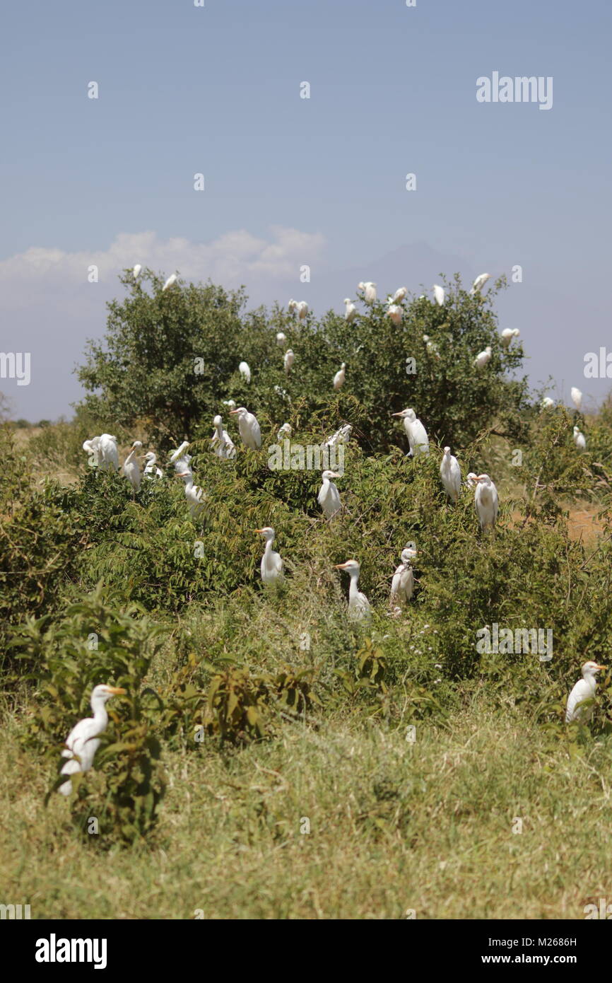 Reiher - Auf Safari im Tsavo West Nationalpark Stockfoto