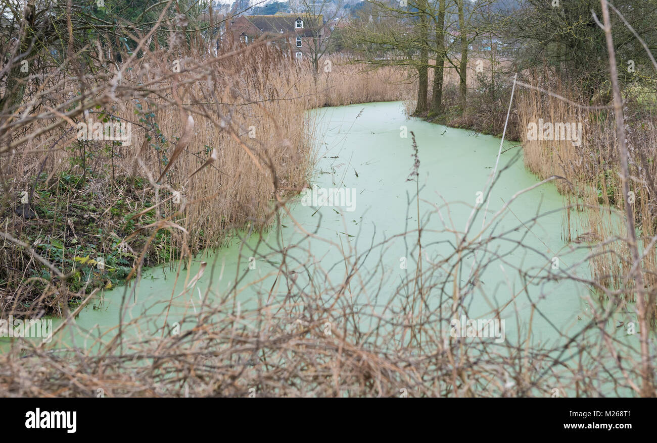 Stehendes Wasser im Winter. Noch Wasser in Algen im Winter in Großbritannien. Stockfoto