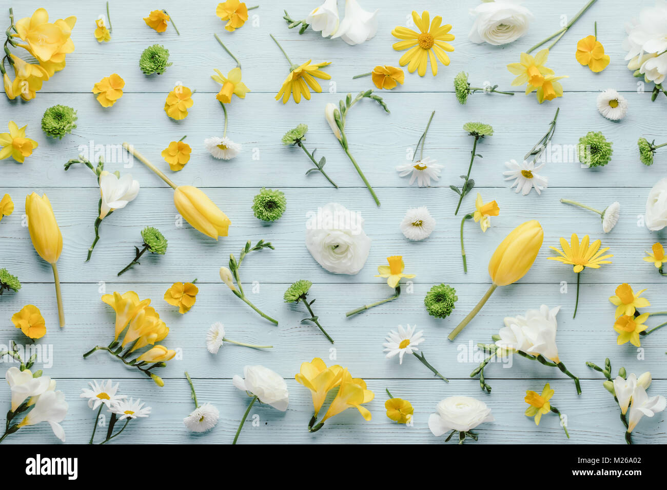 Blumen Kollektion mit Tulip und Daisy Stockfoto