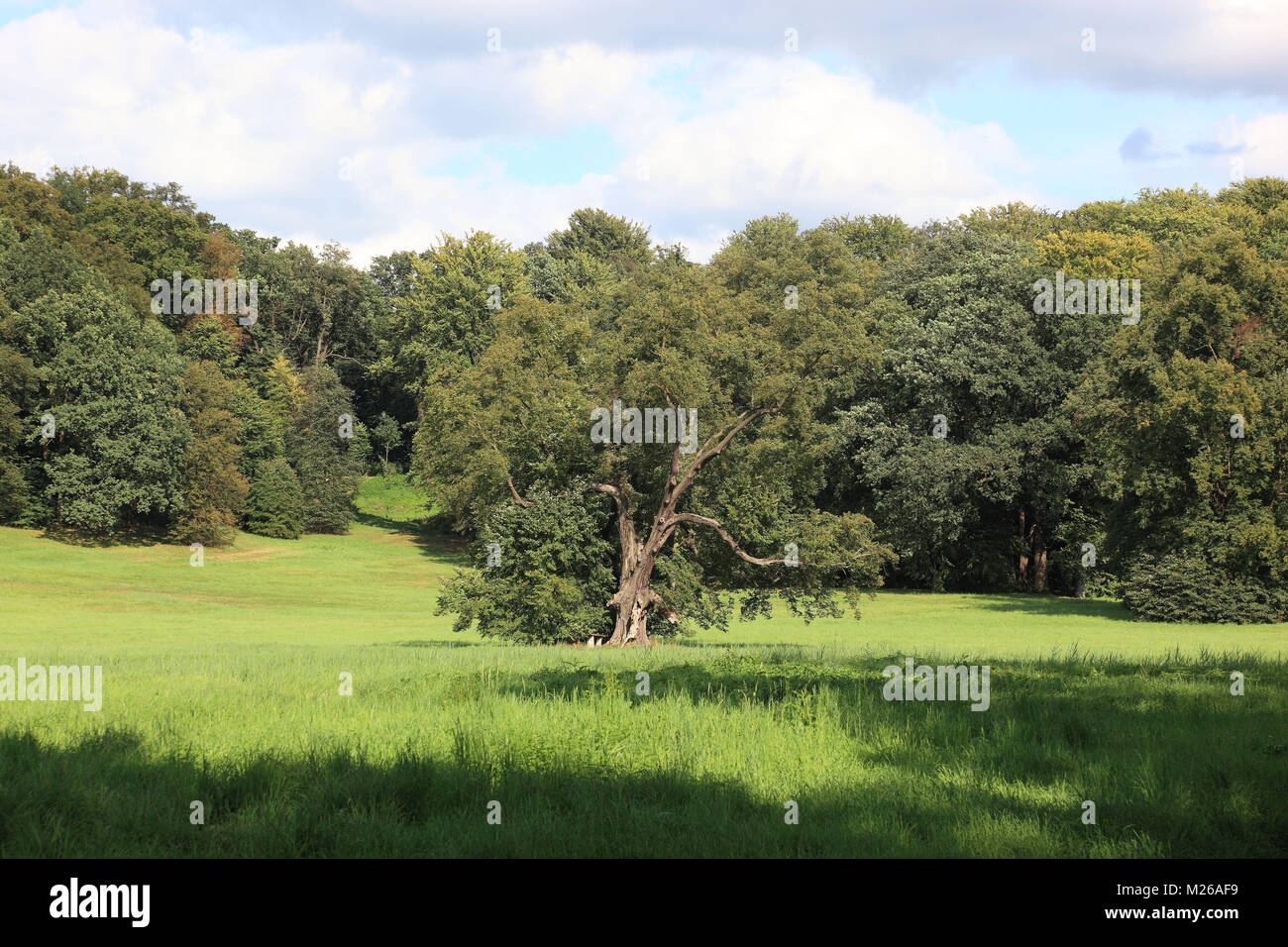 parklandschaft-mit-baum-und-wald-bad-muskau-landkreis-g-rlitz
