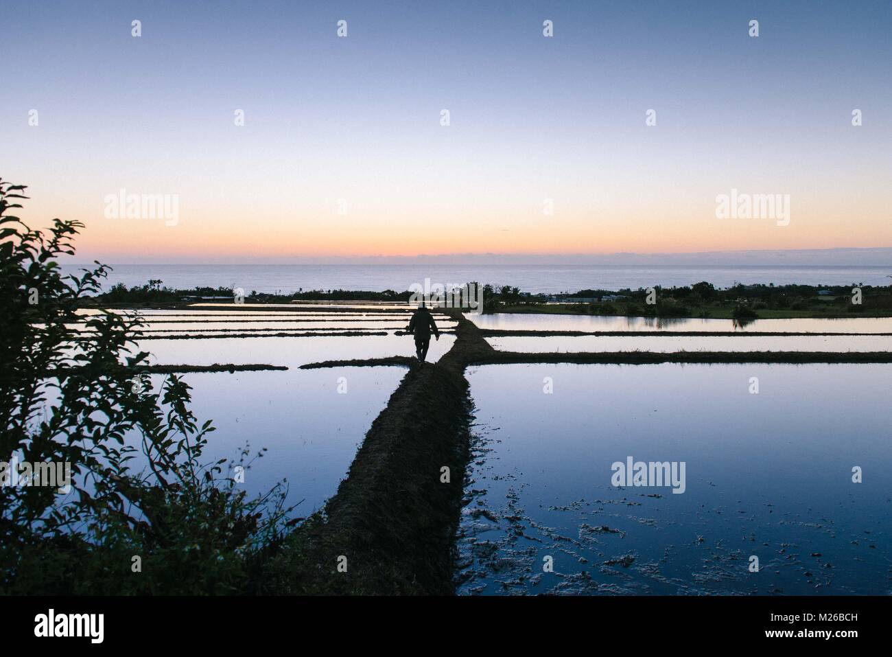 Sonnenaufgang auf dem Reisfeld in Taitung, Taiwan. Stockfoto