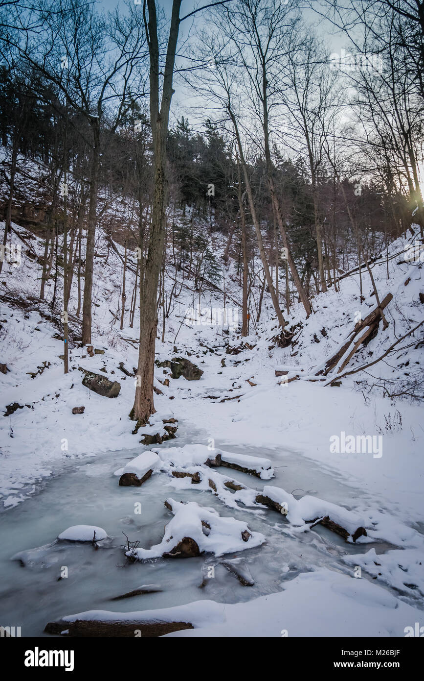 Schnee bedeckt Wald Stockfoto
