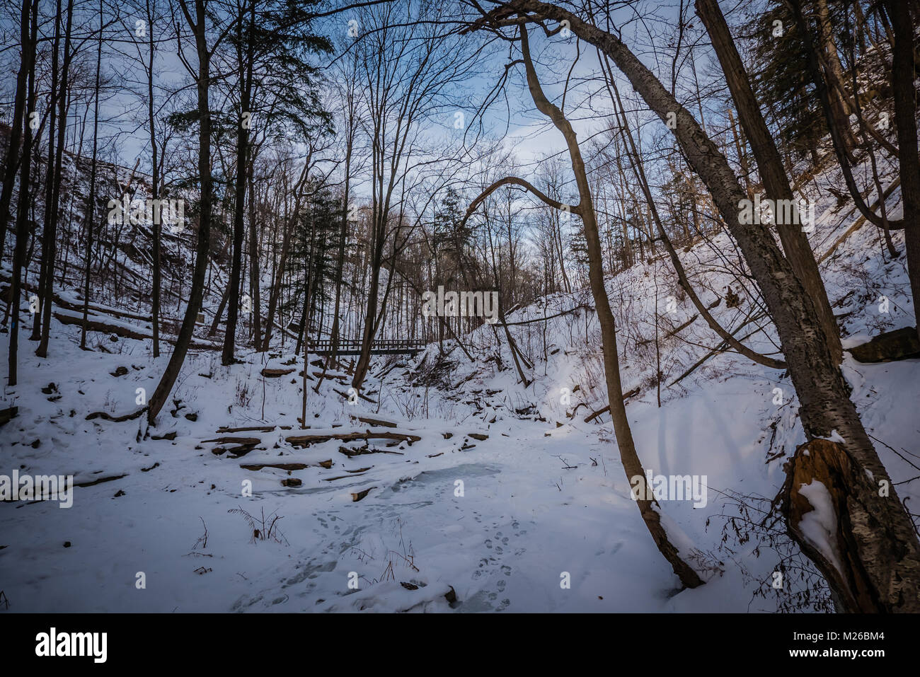 Schnee bedeckt Wald Stockfoto