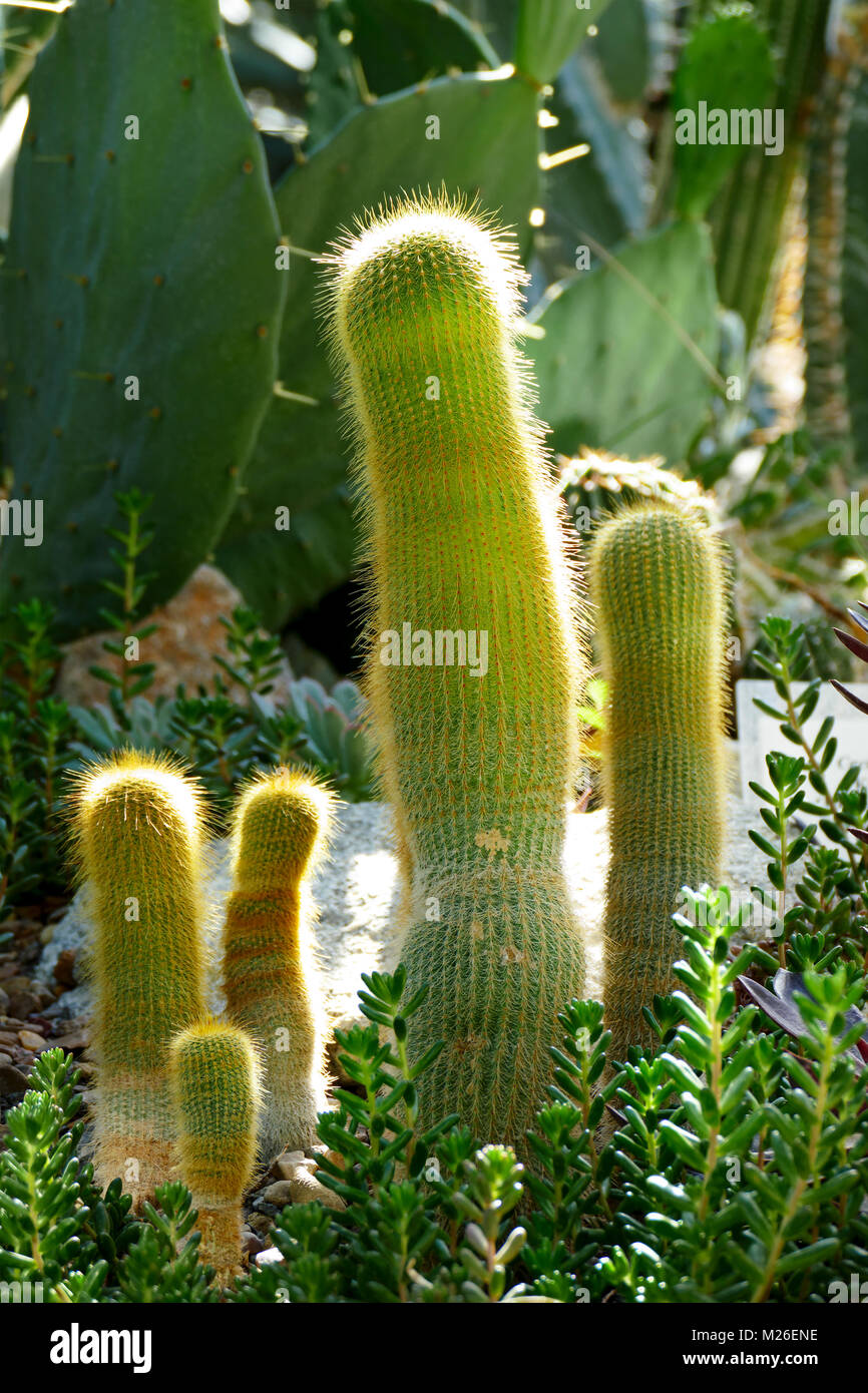 Vielfalt an Kakteen im Gewächshaus im Botanischen Garten