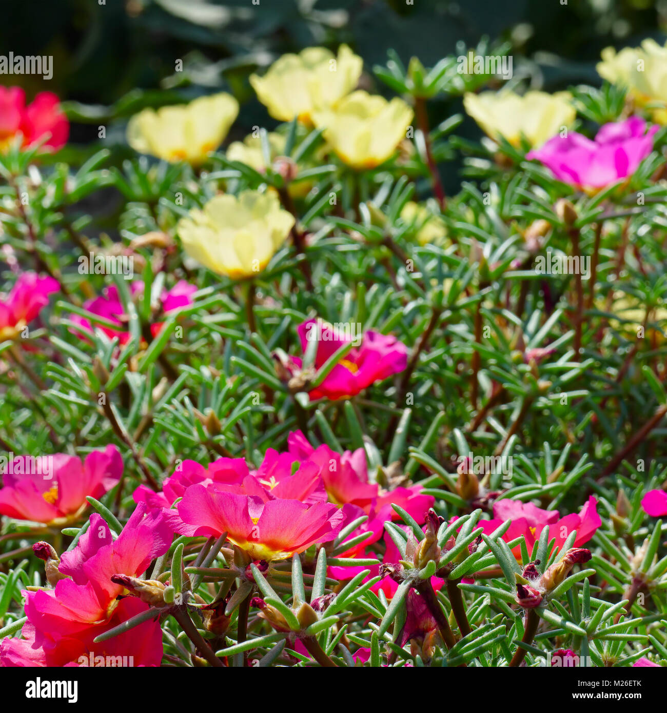 Helle Blüten Portulak auf der Blumenbeete im Park. Fokus auf den Vordergrund. Stockfoto