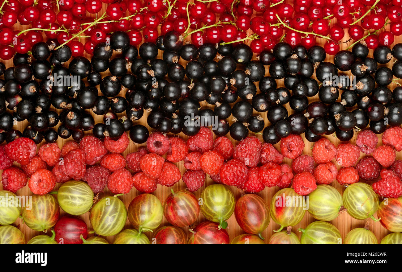 Sammlung von verschiedenen Früchten (Johannisbeeren, Stachelbeeren, Himbeeren, Pflaumen). Obst Hintergrund. Ansicht von Oben. Stockfoto