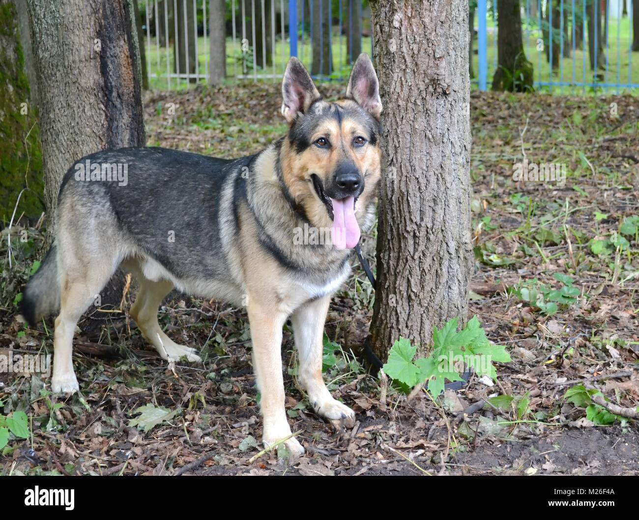 East European shepherd dog Stockfoto