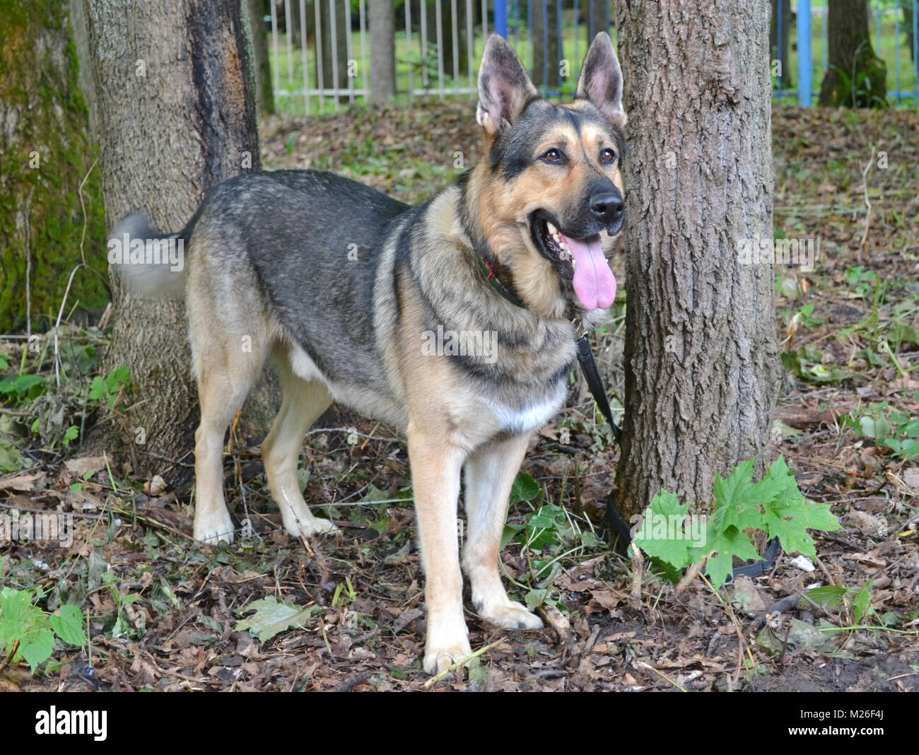 East European shepherd dog Stockfoto