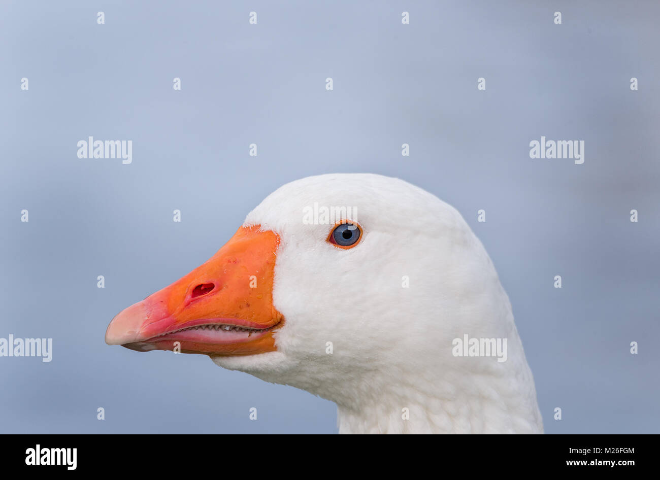 Nahaufnahme der Kopf einer Weiß gefiederten Hausgänse mit hellen orange Schnabel. Stockfoto