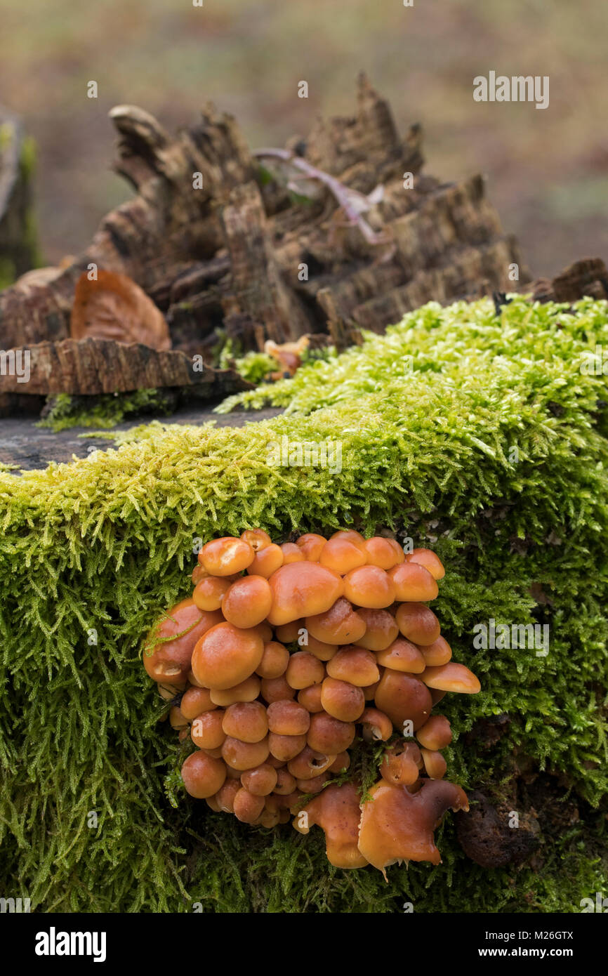 Velvet Schaft (Flammulina velutipes var. velutipes), Physalacriaceae Stockfoto