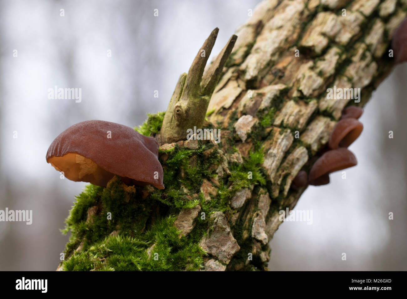 Der Jude Ohr, Ohr des Judas (auricularia Judae) auf aurikel - Holunder (Sambucus nigra), (Auriculariaceae) Stockfoto