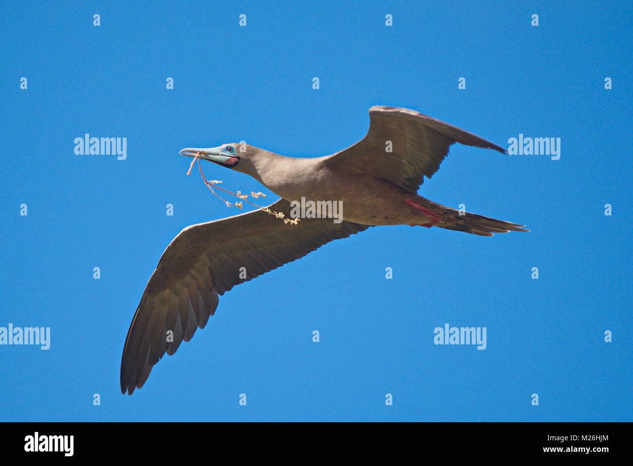 Eine rote footed Booby (sula Sula) im Flug mit Nistmaterial im Schnabel. Galapagos Inseln, Juni 2017 Stockfoto
