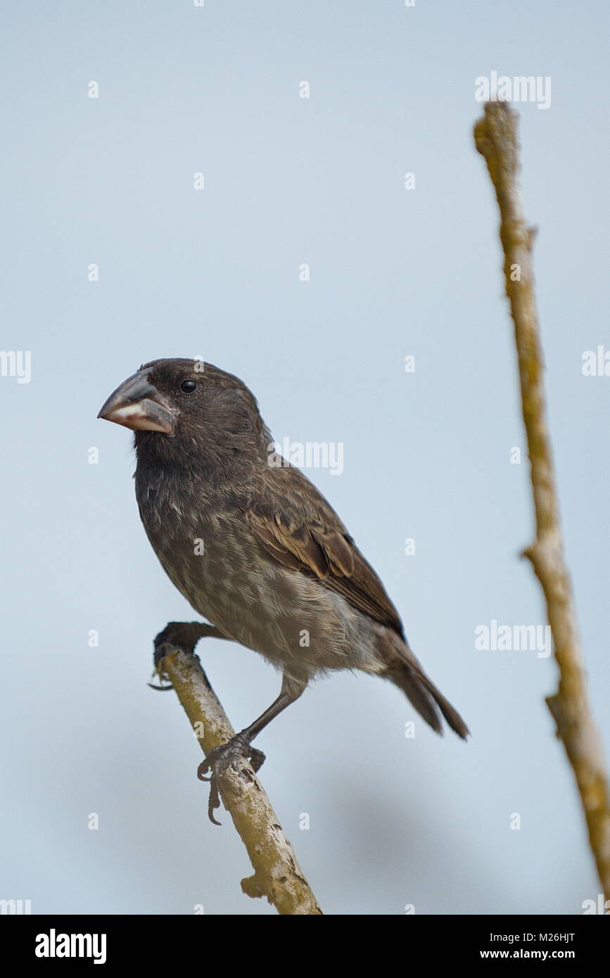 Darwins Finken - Galapagos Inseln, 13. Juni/2017 Stockfoto