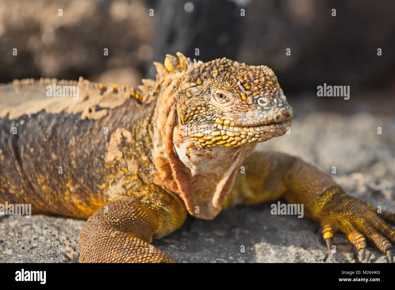 Santa-fe Land iguana (c. pallidus) - in der Sonne auf Santa Fe, Galapagos, Juni 18/2017 Stockfoto