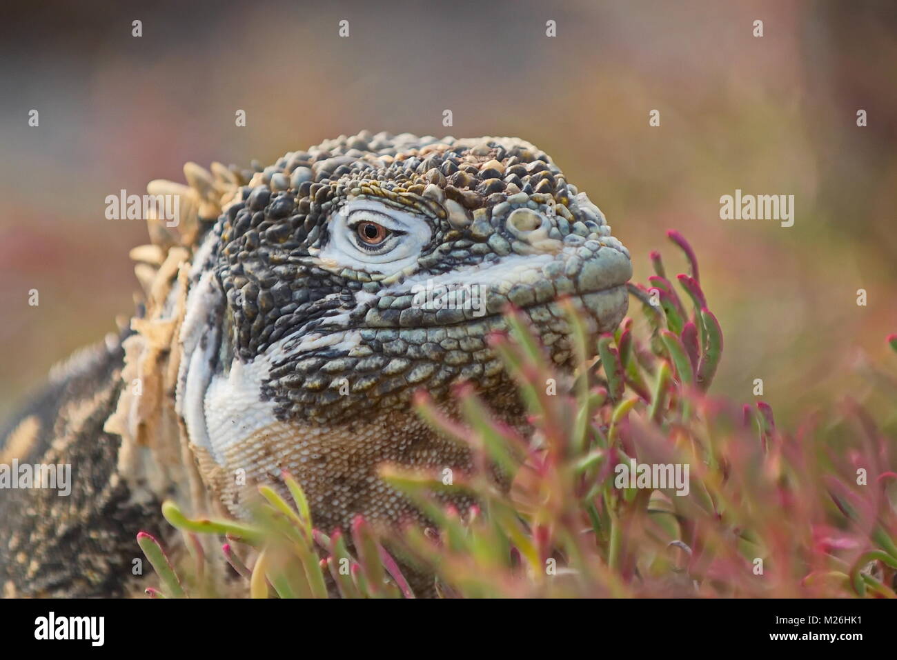 Santa-fe Land iguana (c. pallidus) - in der Sonne auf Santa Fe, Galapagos, Juni 18/2017 Stockfoto