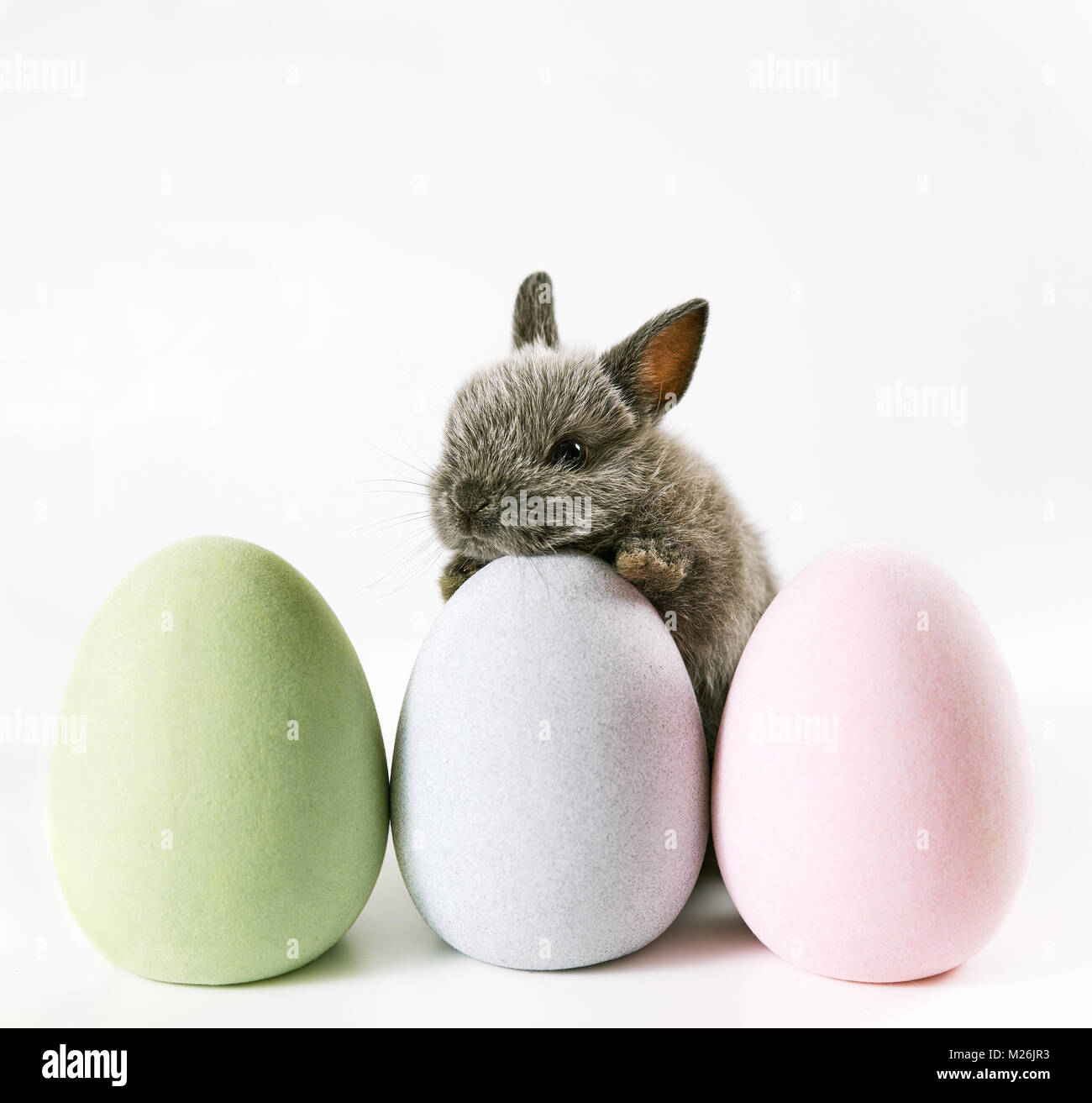 Baby Osterhase mit Ostereiern Stockfoto