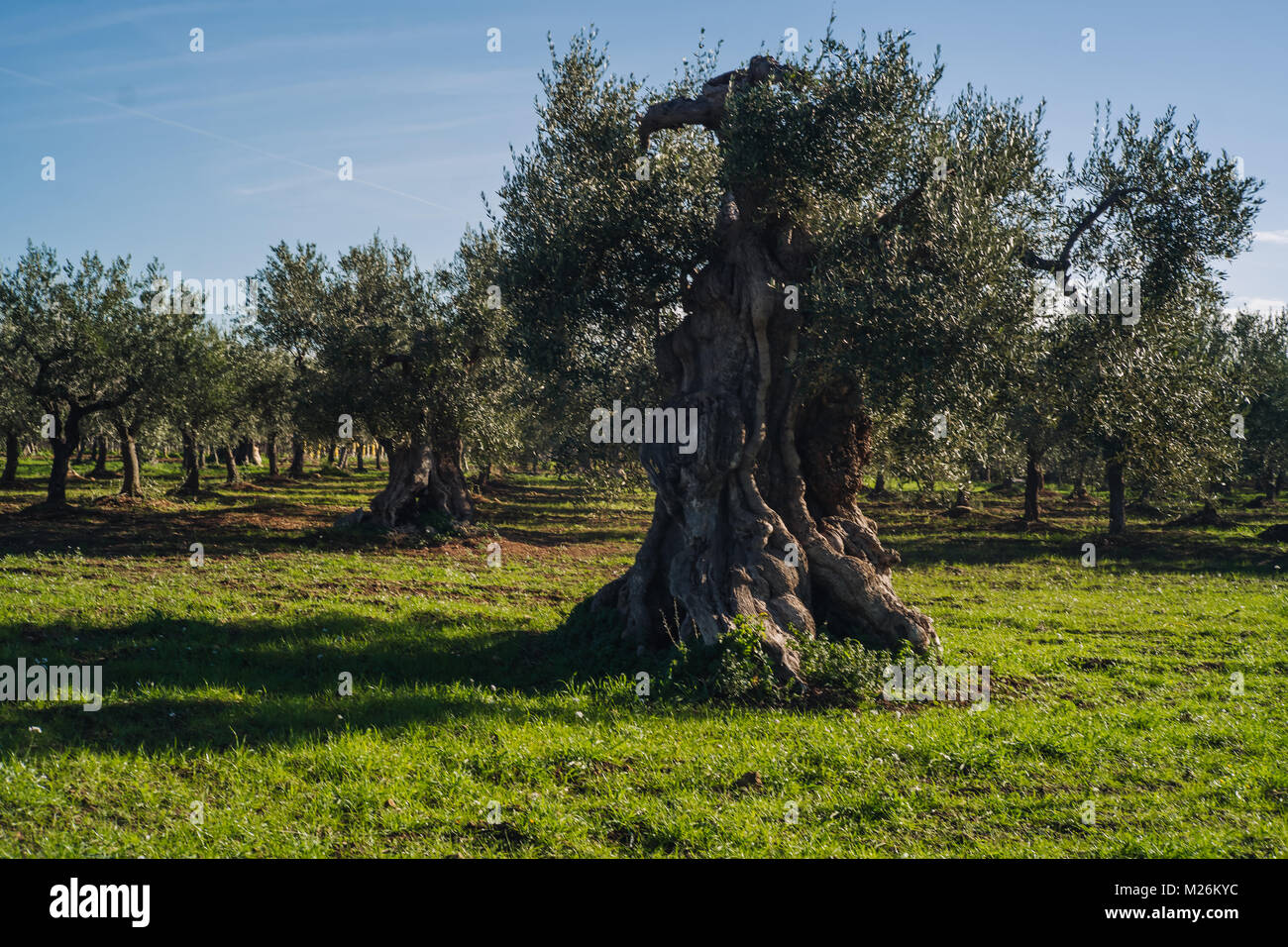 Apulische landschaft -Fotos und -Bildmaterial in hoher Auflösung – Alamy Apulische landschaft -Fotos und -Bildmaterial in hoher Auflösung – Alamy