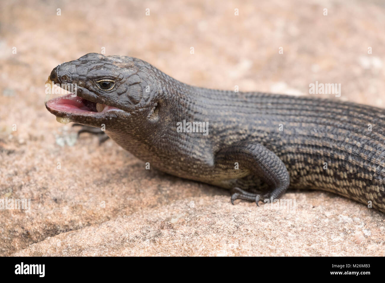 Der jugendliche König Skink (Egernia Kingii) an Eagle Bay, Cape Naturaliste, Western Australia Stockfoto