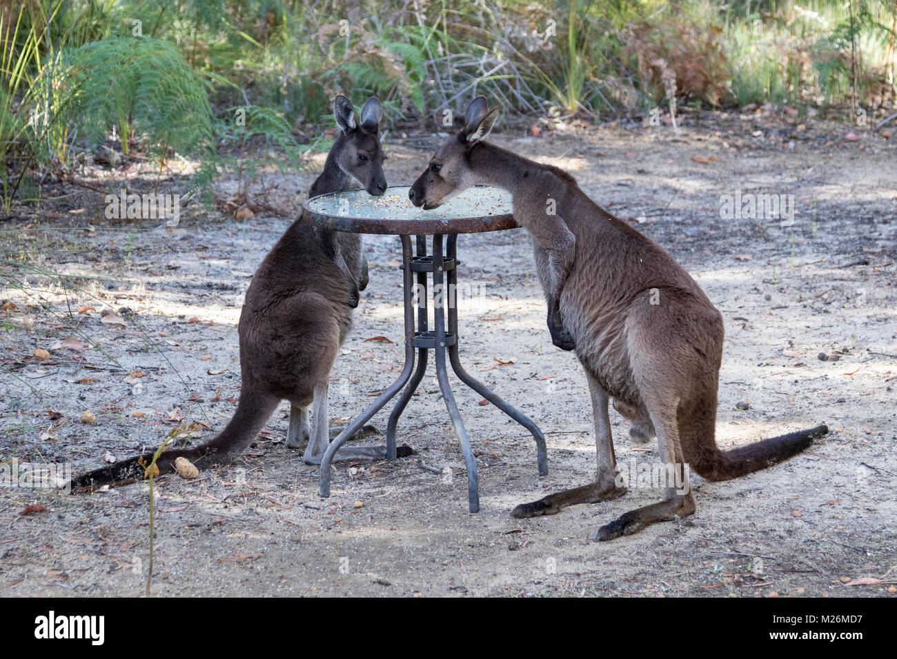 Zwei westlichen grauen Känguruhs (Macropus Fuliginosus) Fütterung mit Samen für Sie auf Molloy Insel, in der Nähe von Augusta, Western Australia Stockfoto