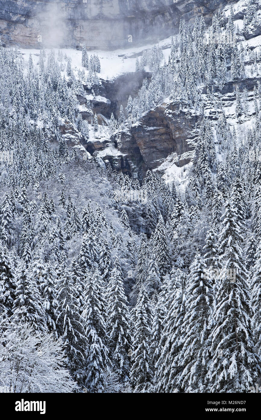 Winterlandschaft eines Waldes in den Französischen Alpen Stockfoto