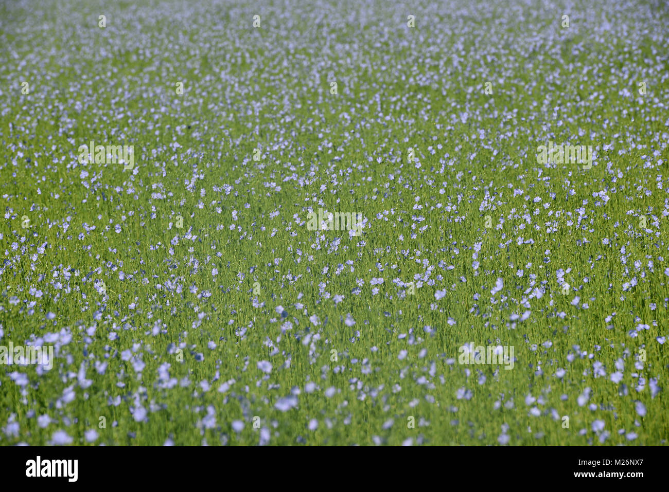 Flachs Feld in der Blüte in der Haute-Normandie Abteilung (Haute-normandie, Frankreich) Stockfoto