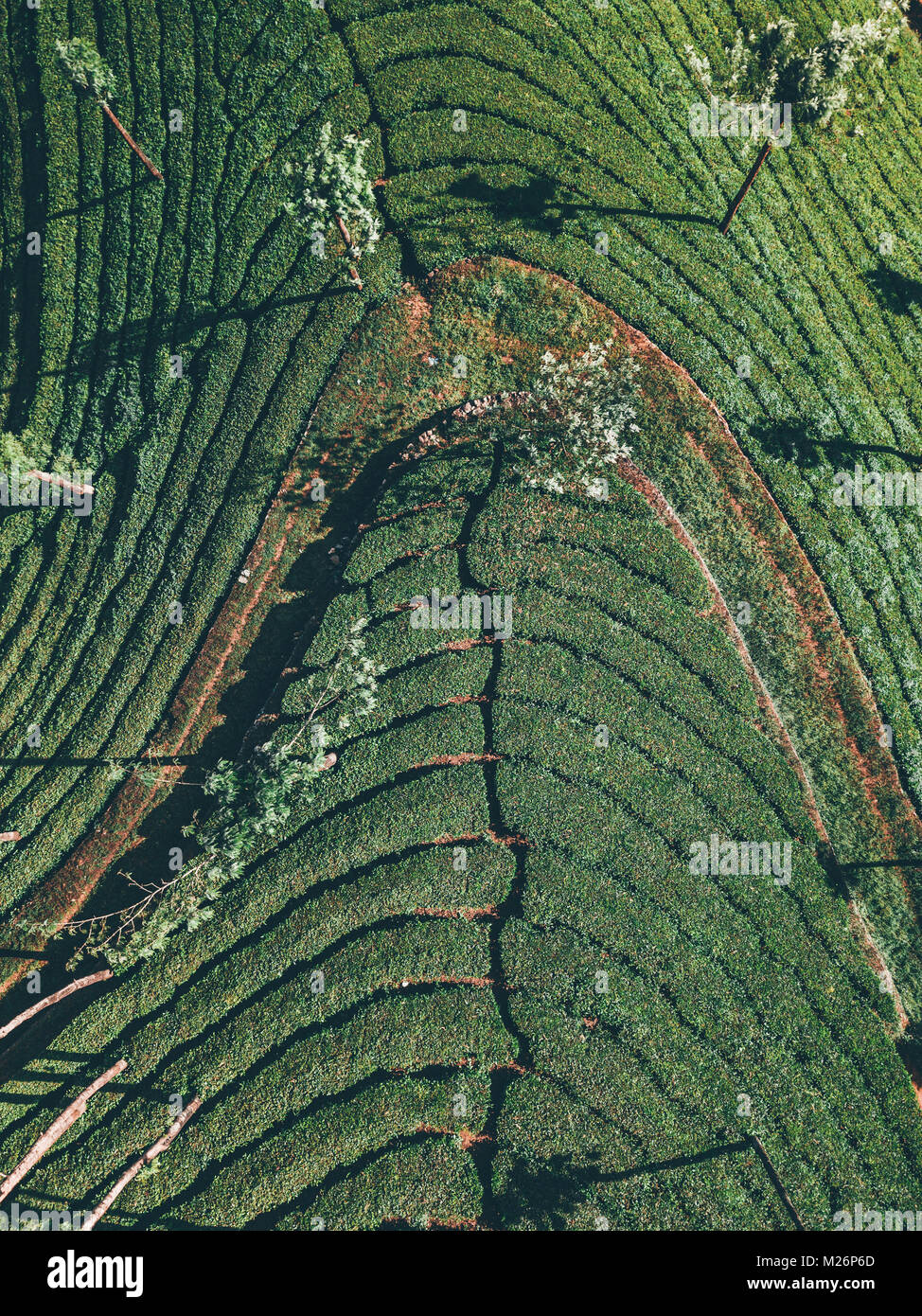 Teeplantage Fairtrade Anbau, Bio Gesund aus der Natur T-Stück Stockfoto