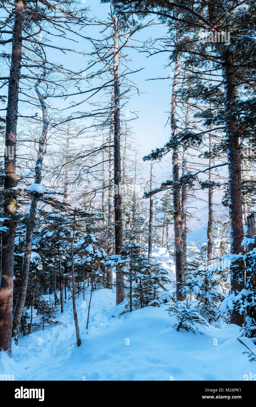 Russischen Schnee Bäume Stockfoto