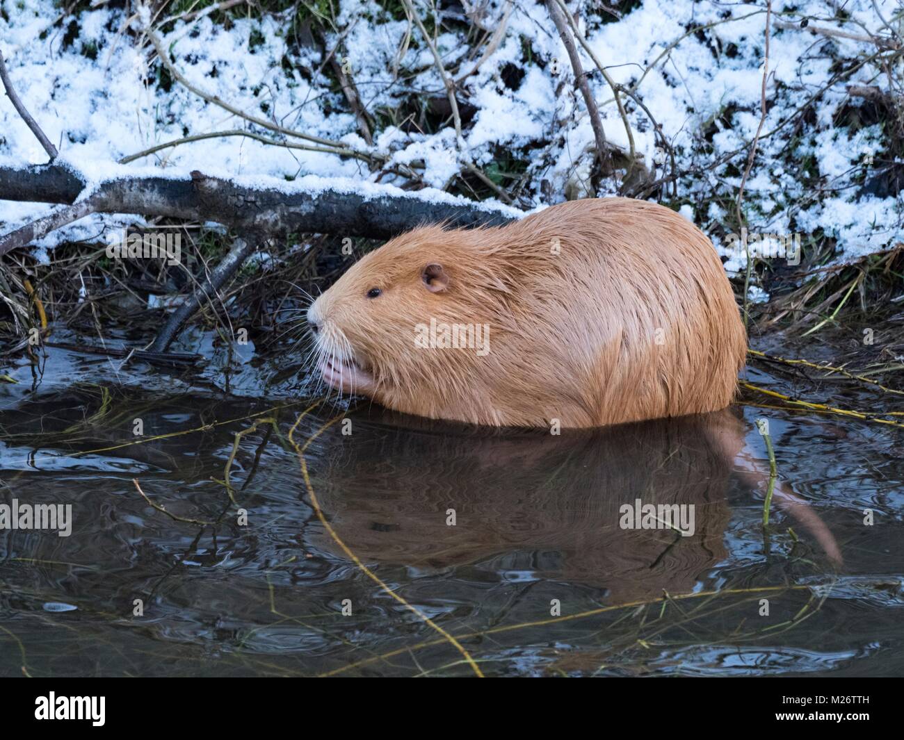 Nutrias, Orange, Fluss Berounka, winter Stockfoto