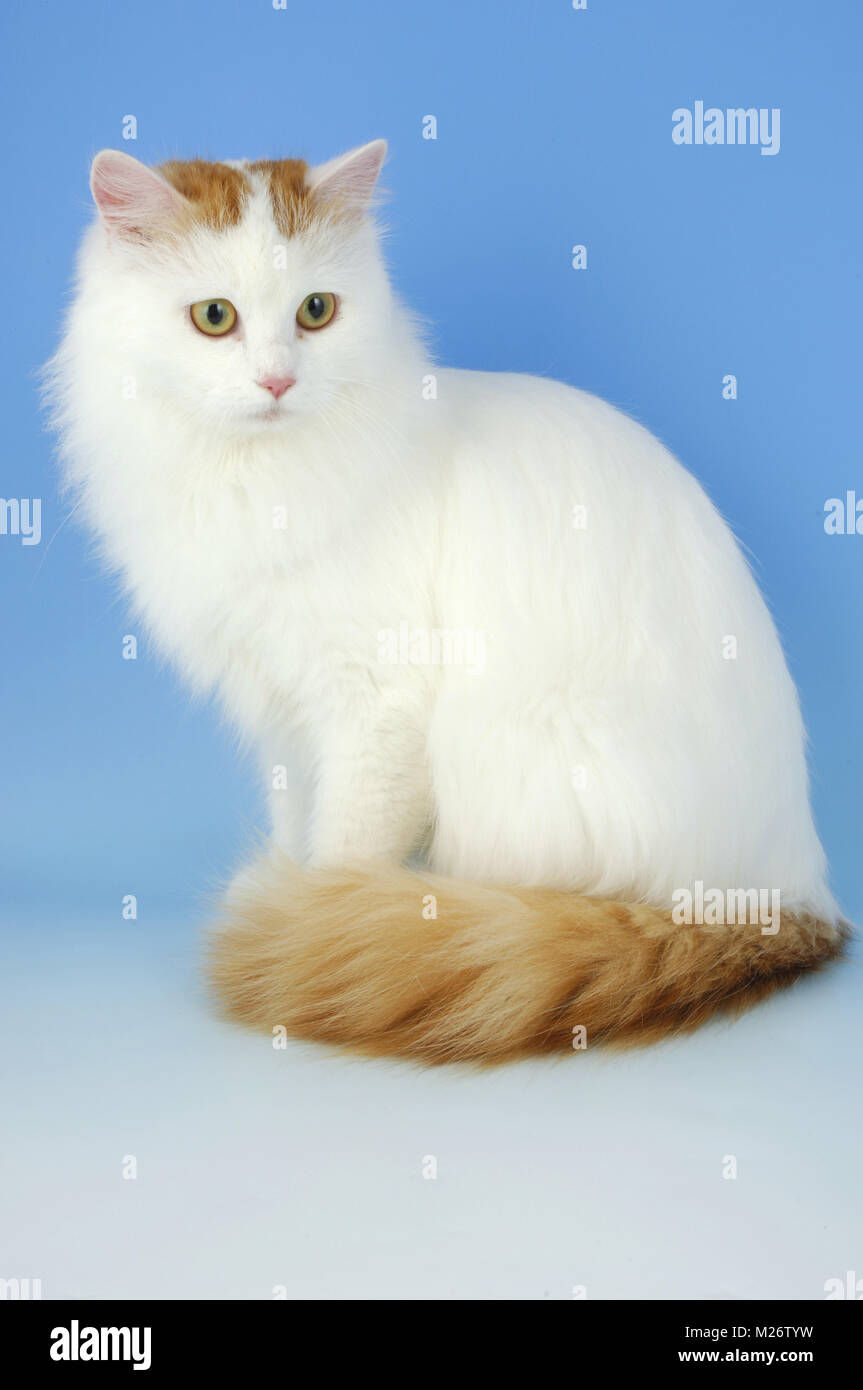 Türkisch Van Katze sitzend Stockfoto