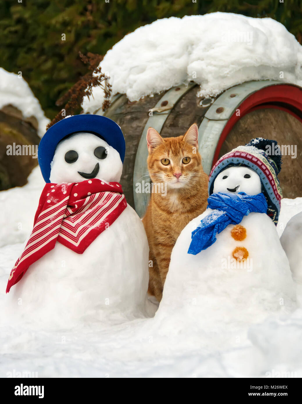 Ein rot orange tabby Katze, Europäisch Kurzhaar, und lustige ...