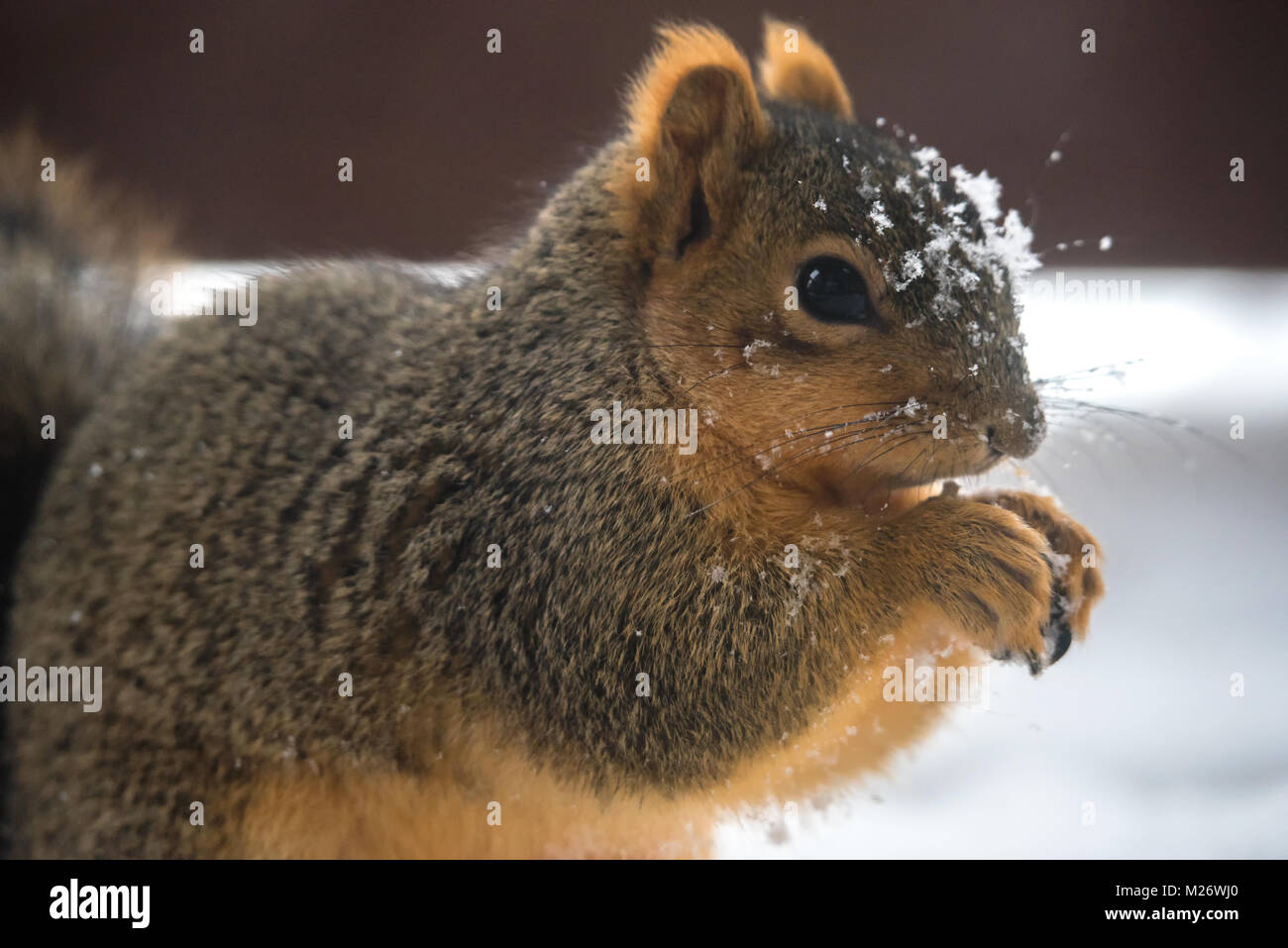 Ein Eichhörnchen Nüsse essen in Michigan im Winter Stockfoto