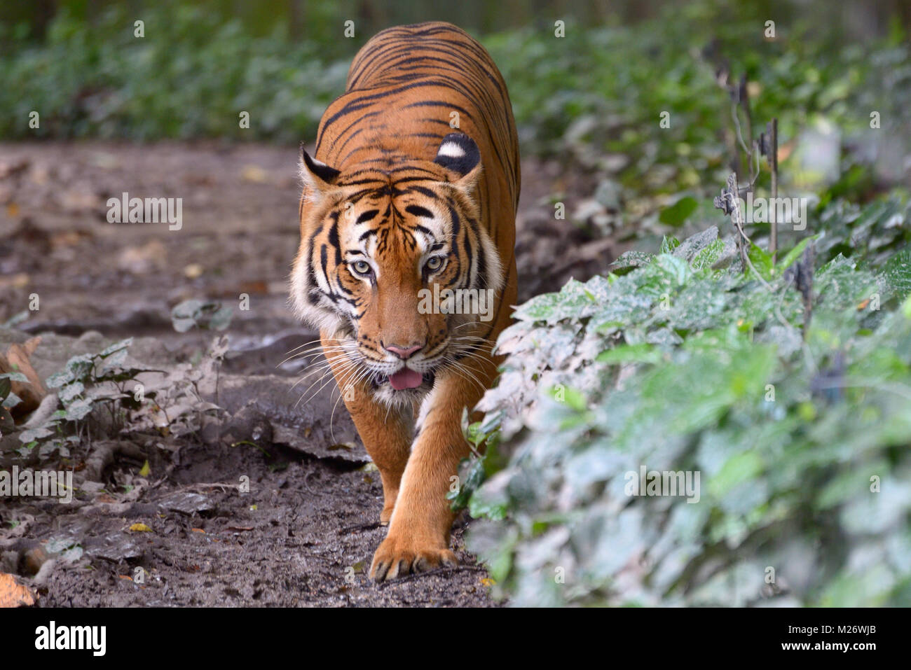 Tiger zu Fuß entlang der grünen Büschen Stockfoto