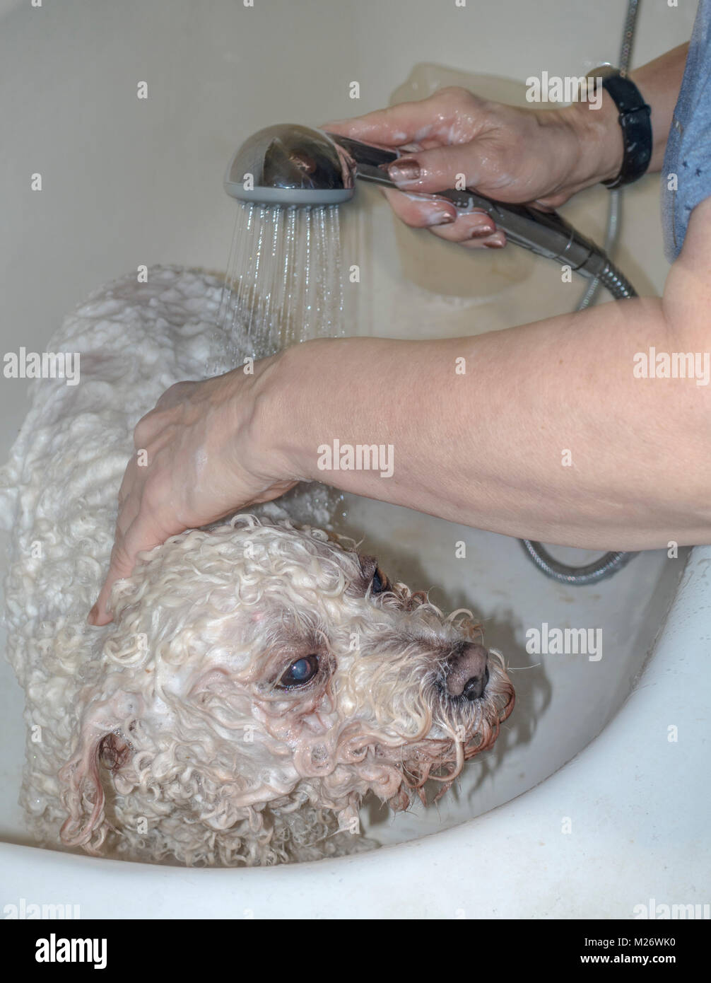 Frau waschen ihre weißen Curly Coated, Pedigree pet Bichon Frise Hund, in einer Badewanne zu Hause, mit warmem Seifenwasser. England, UK. Stockfoto